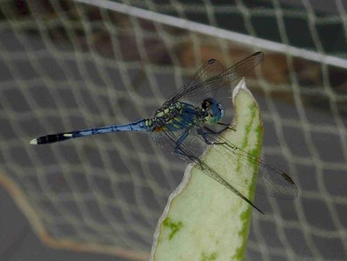 Réf. 214 501 : Diplacodes trivialis